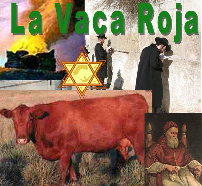 Nacimiento de vaca roja anuncia la inminente venida del Mesías afirman estudiosos