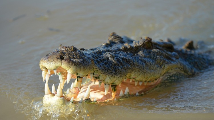 ¡Fue una mentira! No hubo ningún pastor devorado por cocodrilos mientras intentaba caminar sobre las aguas como Jesús