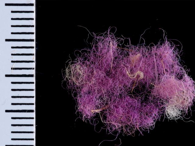 Descubren trozos de tela de la época del rey David y el rey Salomón