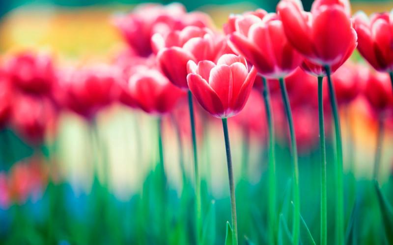Devocional: Observando las flores