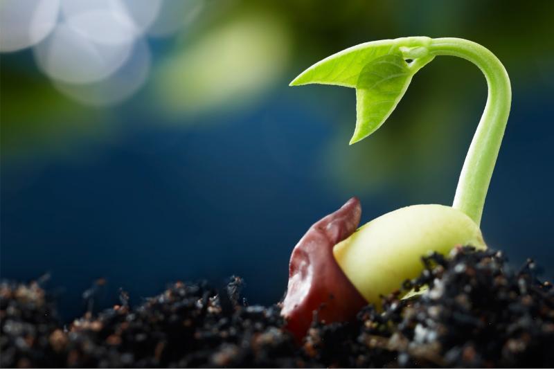 Devocional: El favor es para morir