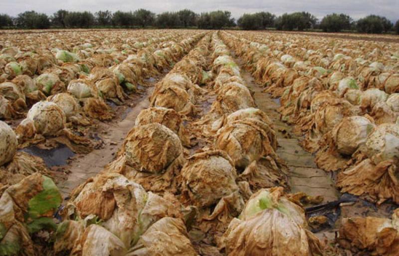 Devocional: Ustedes esperan mucho, pero cosechan poco