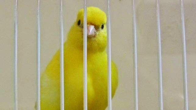 Devocional: Pájaro enjaulado