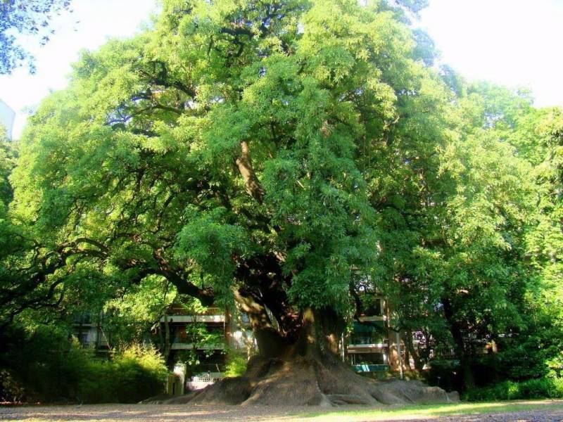 Devocional: Estrangulado