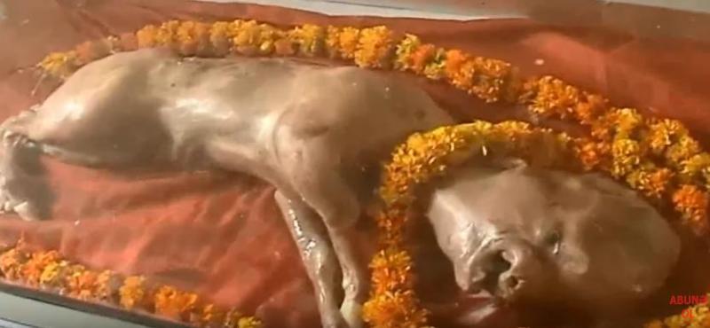 Becerro con cabeza de humano considerado ‘dios’ en India