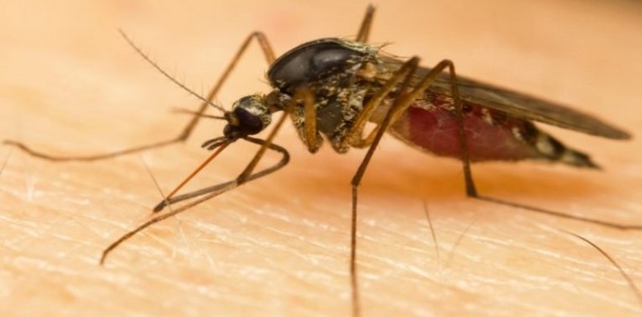 Nueva cepa del virus del Zika amenaza con otra pandemia