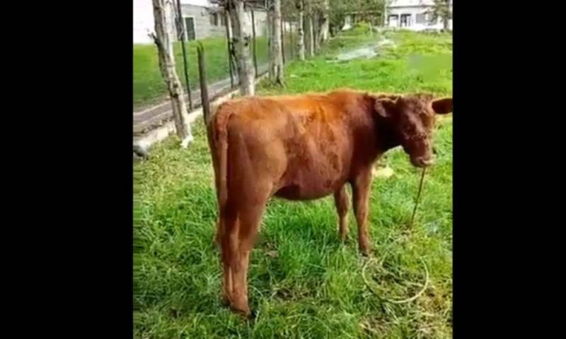Vaca roja hallada en Colombia es relacionada con fin de los tiempos